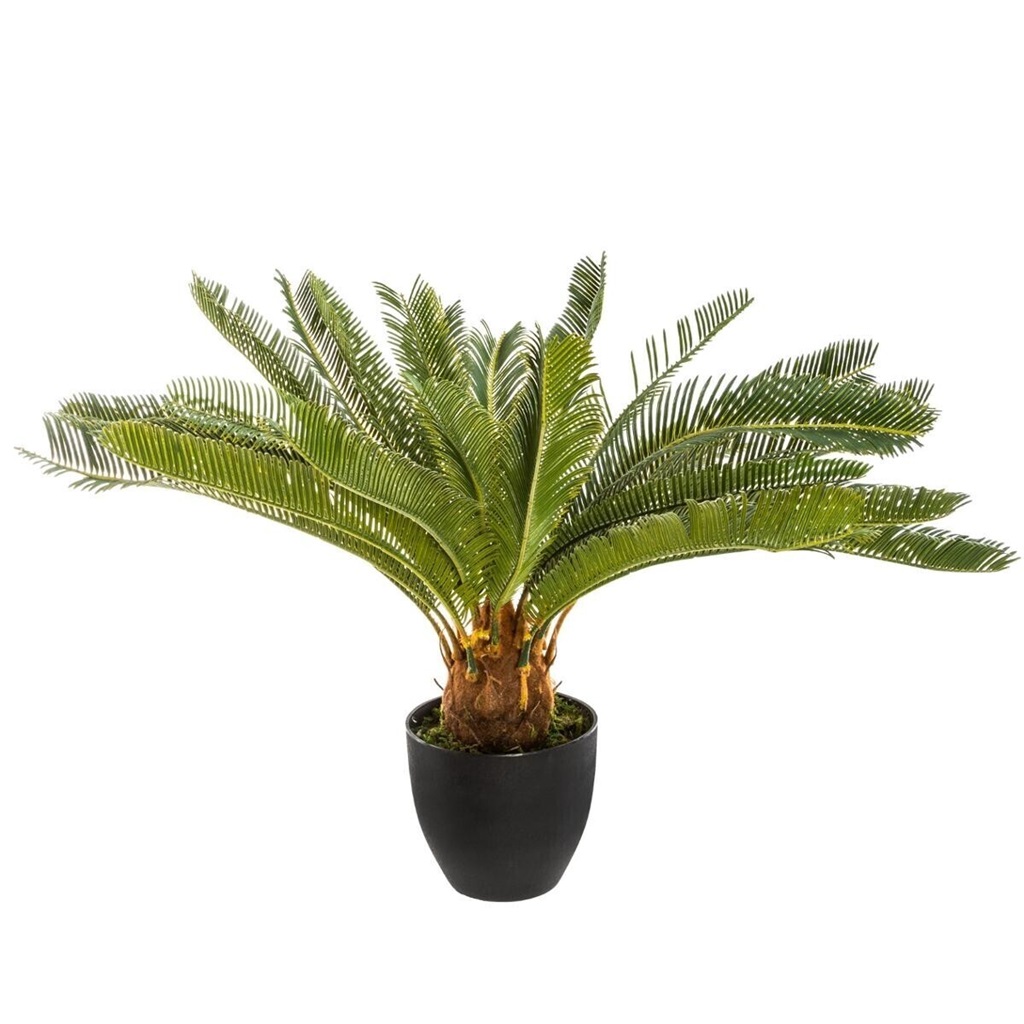 Pineapple Plang in Pot